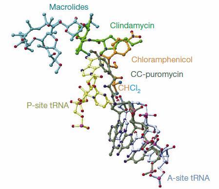 Β C Chloramphenicol Α P-site trna A-site trna Εικόνα 12: Δομή και διαμόρφωση του μορίου της χλωραμφενικόλης στο ριβόσωμα. Α) Χημική δομή του μορίου.