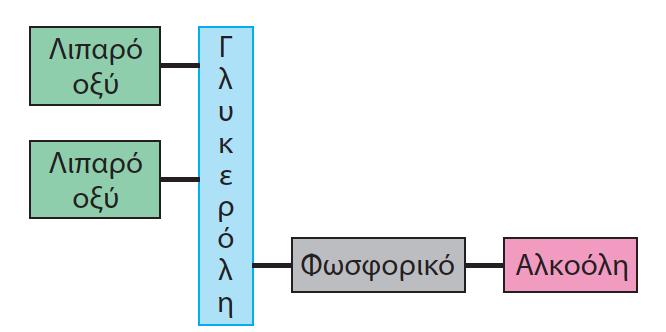 Λιπύδια Τα λιπύδια εύναι βιομϐρια αδιϊλυτα ςτο νερϐ.