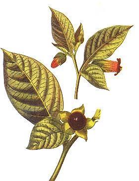 atropín (vtedy daturín) Atropa belladonnae 1900 sir Cohen