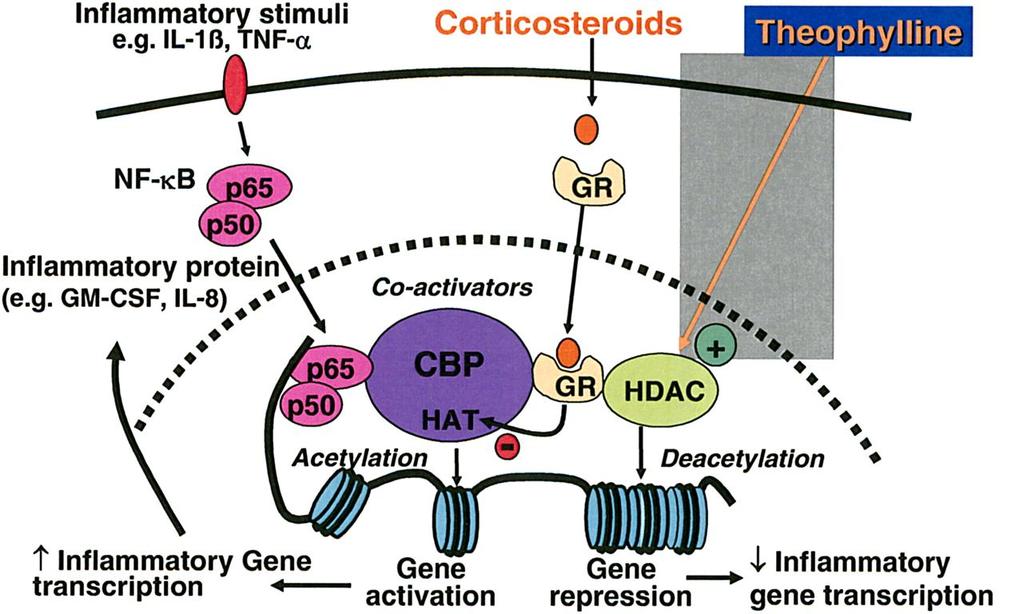 Mechanizmus pôsobenia a ovplyvnenia aktivity HDAC Zápalové stimuly napr. - 1?, TNF? IL glukokortikoidy teofylín Zápalový proteín (napr.