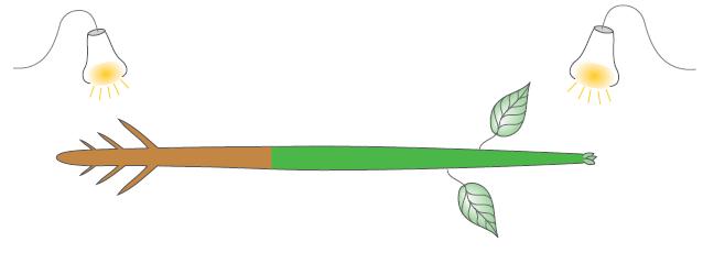 هرمون األوكسين وعدم مروره خالل المايكا 8- في الشكل المقابل عند تعريض نبتة إلى الضوء فإن : أ- الساق ينحني إلى أعلى