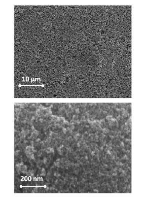 Figura 14. Imaginea FESEM a electrodului de TiO 2 Fotoanodul a fost introdus in cuva de cuart a unui spectrometru, continand solutie de 0.148mM solutie de Ru 535 bis-tba (Solaronix N719) in etanol.