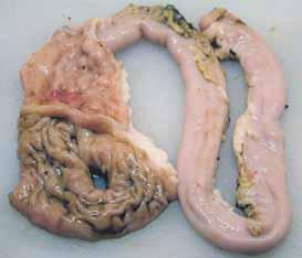 Orsök veikinnar er baktería af berklaflokki, Mycobacterium avium subsp. paratuberculosis, og veldur hún bólgum í meltingarvegi.