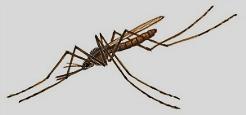 ικανή πυκνότητα πληθυσμών κουνουπιών ικανών διαβιβαστών η εισαγωγή (ή