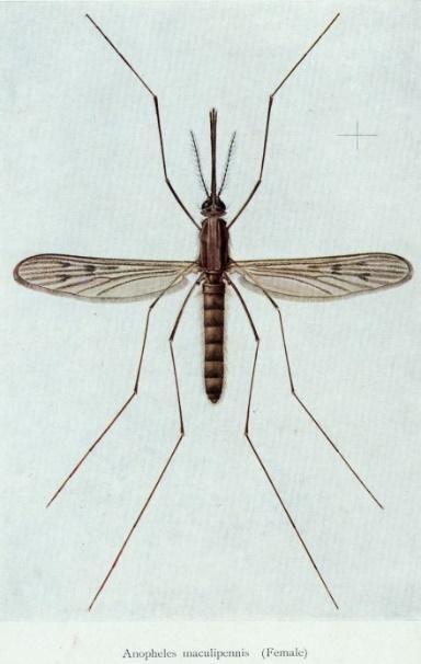 Anopheles