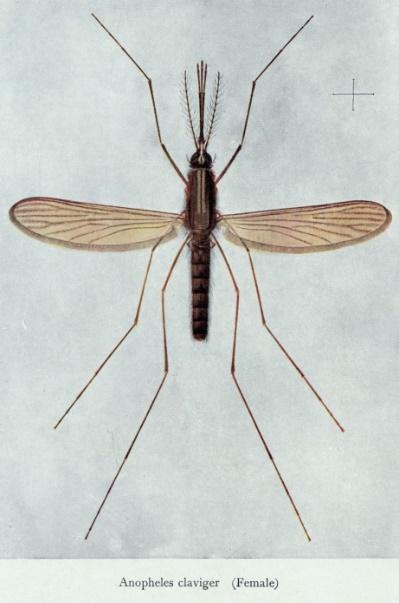 (Diptera,