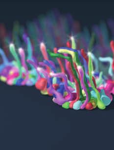 Metabolic co-dependence gives rise to collective oscillations within biofilms J Liu et al doi:10.