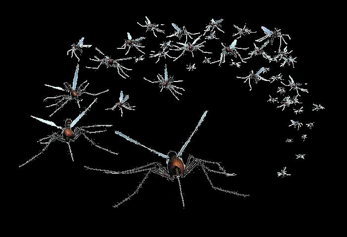 Τάξη Diptera Υποτάξη Nematocera Οικογένεια