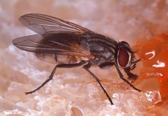 Τάξη Diptera Υποτάξη Brachycera Οικογένεια Muscidae Musca domestica Οικιακή μύγα Στοματικά μόρια μυζητικού τύπου