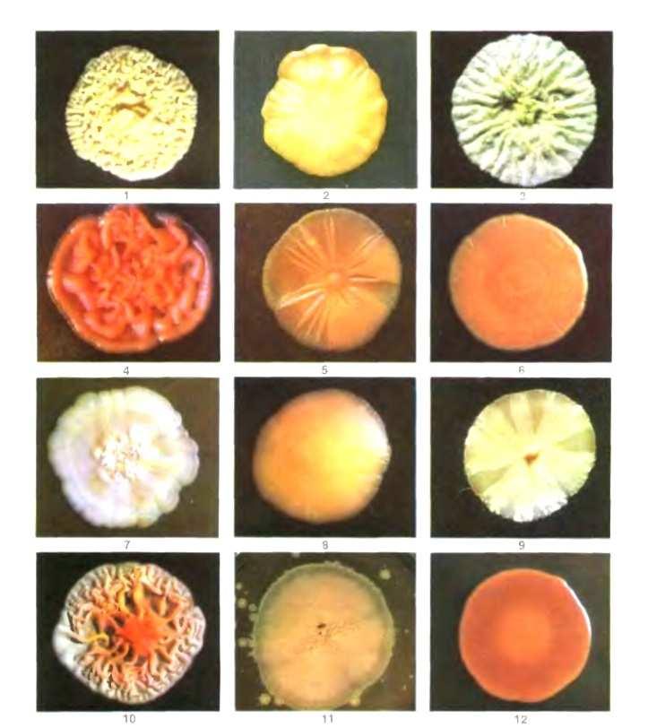 Fig. 3.