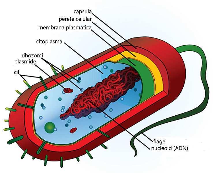 sarcina 3.4. Structura celulei Bacteriile au celule de tip procariot, mai simplificată decât celula eucariotă.