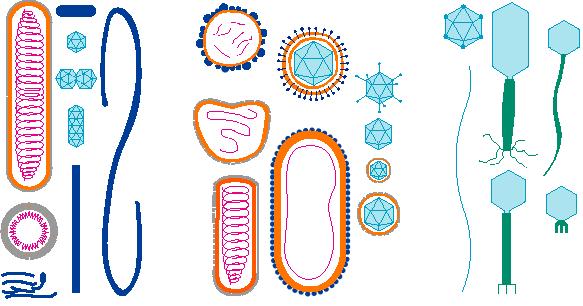 a b c Fig. III-11. Diferite forme şi dimensiuni ale virusurilor a virusurile plantelor; b virusurile animalelor; c bacteriofagi.