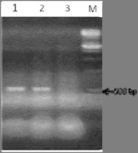 rolc ژنومي از بافت برگ گياهچههاي توتون DNA trolc,و شاهد استخراج گرديد و براي اطمينان از تراژن بودن گياهچهها واكنش PCR با پرايمر ژنهاي rolc و trolc انجام و نتيجه بر روي ژل آگارز 1 درصد مورد بررسي قرار