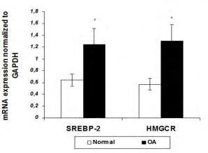 έκφρασης του SREBP 2 και του γονιδίου στόχου του HMGCR σε φυσιολογικά και ΟΑ χονδροκύτταρα.