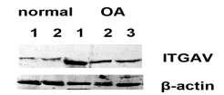 Β.2Α.8 Μελέτη της έκφρασης της ιντεγκρίνης av (ITGAV) σε οστεοαρθριτικά και φυσιολογικά χονδροκύτταρα Καθώς ο αυξητικός παράγοντας TGF β ενεργοποιείται από την ιντεγκρίνη av (ITGAV) μελετήσαμε τα