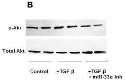 Εικόνα 52: Πρωτεϊνική έκφραση της φωσφορυλιωμένης και της μη φωσφορυλιωμένης (ολικής) Akt στα OA χονδροκύτταρα μετά από επίδραση TGF β1 μόνο, με anti mir 33a και TGF β1 ή με αρνητικό control. Β.2Α.