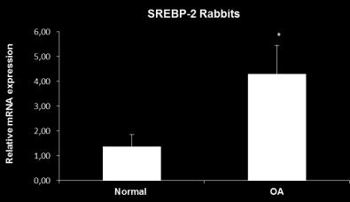 Β.2Β.2 Μελέτη της μεταγραφικής έκφρασης του γονιδίου SREBP 2 σε φυσιολογικά και ΟΑ χονδροκύτταρα κουνελιών μετά τη ρήξη του πρόσθιου χιαστού συνδέσμου στα ζώα Τα in vitro αποτελέσματά μας για τη