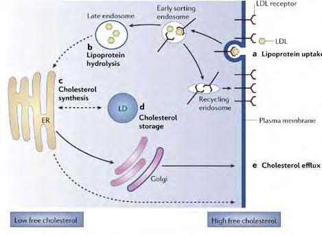 Εικόνα 13: Η LDL χοληστερόλη (κίτρινοι κύκλοι) μεταφέρεται μέσω ειδικών υποδοχέων (Υ σχήματος) εντός του κυττάρου και οι υποδοχείς επιστρέφουν στην μεμβράνη (μέσω του recycling endosome).