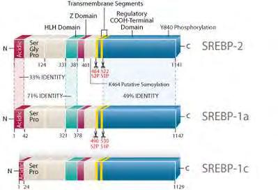 Εικόνα 14: Διαγραμματική απεικόνιση των στοιχείων της πρόδρομης και της πυρηνικής μορφής των πρωτεϊνων SREBPs Στα θηλαστικά υπάρχουν 2 γονίδια, το SREBP 1 και το SREBP 2, τα οποία κωδικοποιούν 3