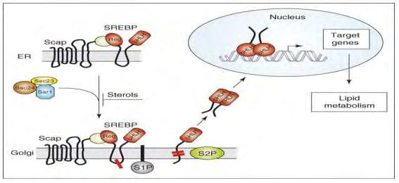 Παρά τους διακριτούς ρόλους τους στο μεταβολισμό των λιπιδίων, και τα 3 SREBPs συντίθενται ως μεγάλες πρόδρομες ανενεργές πρωτεΐνες και βρίσκονται αγκυστρωμένες στη μεμβράνη του ενδοπλασματικού