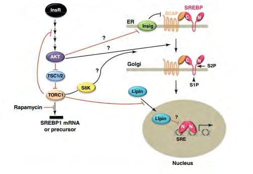 επίδραση της PI3K στο SREBP 1 διαμεσολαβείται κατά κύριο λόγο από την κινάση AKT και το mtorc1 (mammalian target of rapamycin complex 1).