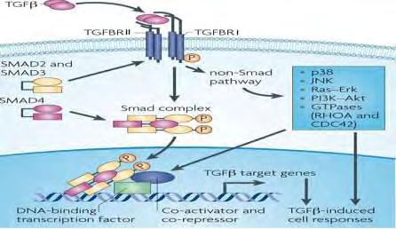 οποίο ενεργοποιεί τον άξονα AKT/mTORC1 για την υπερτροφία των κυττάρων και τη σύνθεση πρωτεϊνών εξωκυττάριας ουσίας [213].
