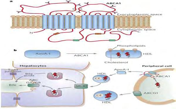 Εικόνα 26a: η δομή της ABCA1 και b: η δράση της στην έξοδο της χοληστερόλης από τα κύτταρα [245] Η ABCA1 έχει δειχθεί ότι μεταφέρει την ελεύθερη κυτταροτοξική χοληστερόλη εκτός των κυττάρων, δράση η