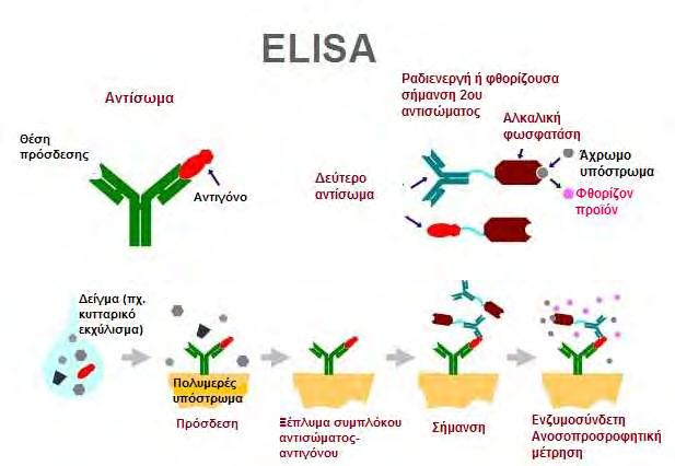 Β.1Α.10 Προσδιορισμός των εκκρινόμενων επιπέδων του TGF β1 και της MMP 13 στο θρεπτικό υλικό καλλιεργειών χονδροκυττάρων με την ενζυμοσύνδετη ανοσοπροσροφητική μέθοδο ELISA Η μέθοδος αυτή αποτελεί