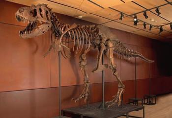 τον Τ. Ρεξ (T. Rex) και δίνει στον επισκέπτη την ευκαιρία να συγκρίνει ανάμεσα στα δύο.