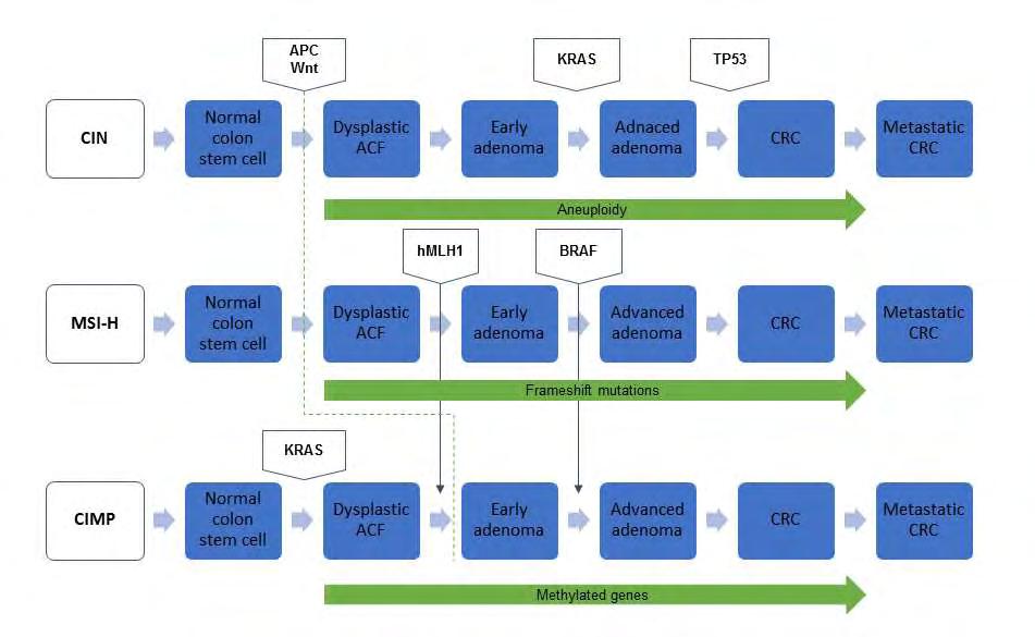Εικόνα 1. Μηχανισμοί γενετικής αστάθειας εμπλεκόμενοι στην παθογένεια του CRC. Τροποποίηση από Carethers et al, 2015.