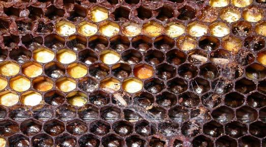 Echilibrul dintre specii, în natură, este menţinut ca urmare a unei legi aspre, dar necesară, prin care toate fiinţele au duşmani care atentează la viaţa lor, limitându-le înmulţirea.