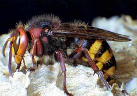 LUPUL ALBINELOR Lupul albinelor (Philanthus triangulum L.