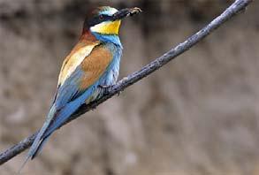 PĂSĂRILE PRIGORIA SAU ALBINĂRELUL (Merops apiaster L.) Prigoria este o pasăre insectivoră ce iernează în ţările calde şi se distinge printr-un colorit al penajului foarte frumos. Foto.