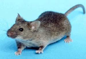 schimbarea amplasamentului stupinei unde este posibil. ROZĂTOARELE (Mus sp., Ratus sp.