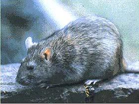 aparius (şoarecele de câmp), Mus silvestricus (şoarecele de pădure) etc. Foto.. Şoarece (Mus sp.