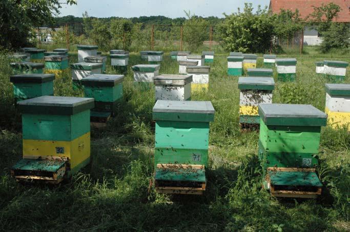 2.Introducerea directa a cutiei de transport cu albinele si matca in stupul destinat instalarii.