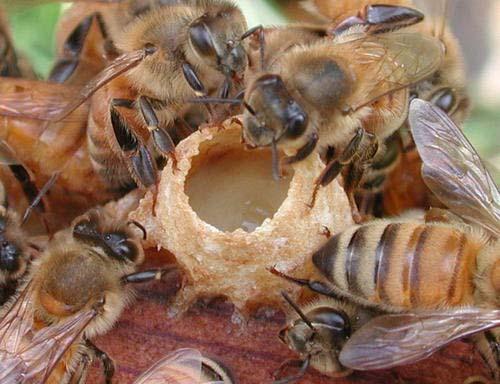 I.4 CALITATEA LAPTISORULUI DE MATCA PENTRU CONSUMUL UMAN. Lăptişorul de matcă reprezintă secreţia complexă pe care albinele lucrătoare doici o folosesc în hrănirea puietului larvar şi a mătcilor. 1.