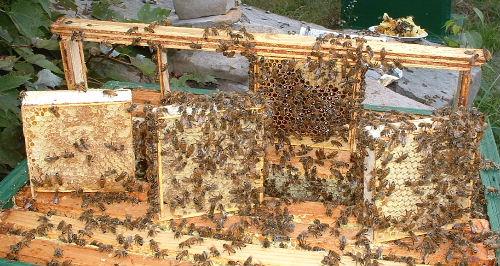 2. CERINTE PRIVIND PRODUCTIA SI LIVRAREA ALTOR PRODUSE APICOLE 1.1. Material utilizat 1.