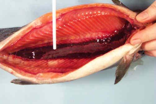 Excretory tubule Στα θαλάσσια ψάρια οι νεφροί αποβάλουν