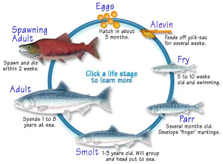 Τα διάδρομα ψάρια Ανάδρομα: ενηλικιώνονται στη θάλασσα, επιστρέφουν στο γλυκό νερό για να αναπαραχθούν τα πρώτα στάδια