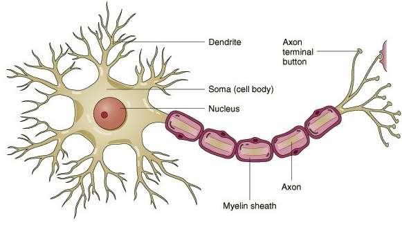 )4-4-4( التركيب المبسط للوحدة العصبية النيرون Neuron( )Simple Structure Of التركيب المبسط للوحدة العصبية النيرون والتي تتكون من اآلتي : جسم خلية النيرون والمعروف باسم السوما )Soma( والذي يحتوي على