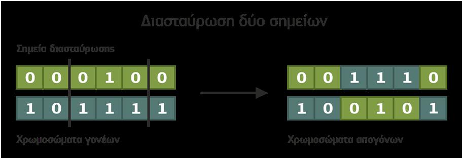 Η διασταύρωση (crossover) είναι η διαδικασία κατά την οποία η ανταλλαγή πληροφοριών μεταξύ των χρωμοσωμάτων-γονέων οδηγεί στην παραγωγή απογόνων.