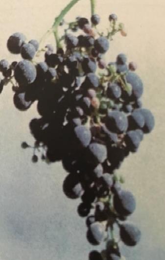 Симптоми недостатка Zn на грозду (извор: Grapevine nutrition. Trace elements. (извор: Милосављевић, 2012) WRI 2010. RTP 0035) Зависно од обима, недостатак Zn може се одразити на лишћу и на плоду.