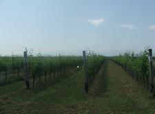 Виноград је заснован 2005. године и у периоду је пуне родности. Истраживањем започетим 2013. године обухваћене су три винске сорте Вранац, Кратошија и Кабернет совињон.