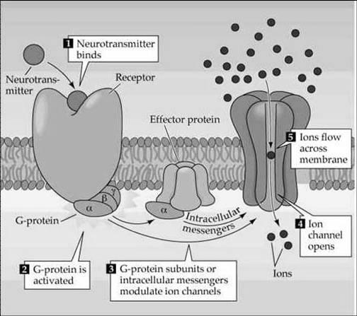 G. ٢ المستقبل المرتبط بأنزيم التيروزين كيناز. Kinase Tyrosine ٣. أنماط تأثير األدوية العصبية ال يخت رق الح اجز ال دماغي L-dopa حي ث أن dopamine : مث ل طليع ة دواء precursor ١.