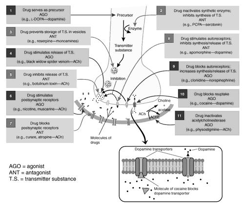 ٩. دواء ينشط المستقبالت الذاتية autoreceptors فينقص اصطناع أو تحرير الناقل. ١٠. دواء يمنع إعادة القبط reuptake مثل كوكائين. cocaine ١١.