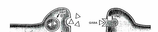Valproic acid Valproic acid Ca + حاص ارت لقنوات Gabapentin Ethosuximide Valproic acid Vigabatrin Topiramate Felbamate Tiagabine األدوية التي تعمل على زيادةGABA : Na +, Ca 2+ لكلا القناتين :حاصر