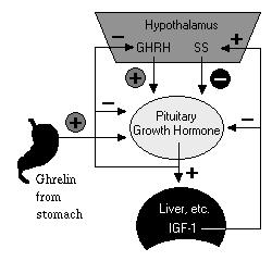 اإلسھال المرافق للسكري diabetic,diarrhea, المتالزمة السرطانية syndrome,.carcinoid و ورم األمعاء.Glucagonoma و gastrinoma يوجد شكل دوائي بطيء التحرير: و ھو معلق للحقن من اسيتات أوكتروتيدOctreotide.