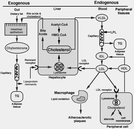 تدخل LDL إلى الليزوزومات (التي تحوي أنزيمات بروتياز ليباز) حيث يتحرر فيها الكولسترول وتتحول البروتينات الم ارفقة الى حموض أمينية.