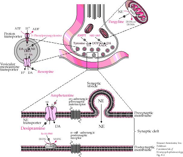 .١ مثبطات : MAO Inhibitors MAO ت م اكت شاف تأثيرھ ا ع ن طري ق ال صدفة حي ث كان ت ت ستعمل ھ ذه األدوي ة مث ل isonoazid و iproniazid كأدوية مضادة للسل حيث لوحظ تحسن في مزاج المرضى بعد فترة المعالجة